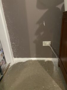 Carpet left completely ruined (also curtains, plants and bedding)